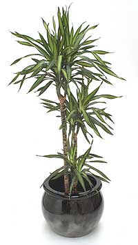 دراسینا ریکی